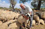 Çoban Maaşlarındaki Artış Üreticiyi Zorluyor