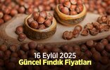Fındık fiyatları Giresun'da artış gösteriyor. Karadeniz Bölgesi'nde, özellikle Düzce ve Ordu'da, fındık fiyatları...