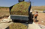 Gercüş'teki fıstık hasadı başladı. Çiftçiler, fıstıkları toplayıp ayıklamak için sabah erkenden bahçelere gidiyor. Yeni...