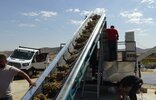 Gercüş'te fıstık hasadı başladı. Üreticiler, yeni makine sayesinde fıstıkları daha hızlı işleyerek rahatladı. Fıstık...
