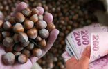 Samsun Çarşamba'da fındık üretimi artarken, fındık fiyatları yükselmeye devam ediyor. TÜİK verileri ve üretici...