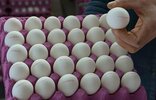 Yumurta fiyatları artıyor; okulların açılması, Kayseri ve Afyon'da üretici fiyatlarına zam olarak yansıyor. Yumurta...